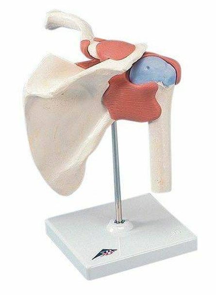 Deluxe Functional Shoulder Joint Anatomy Model