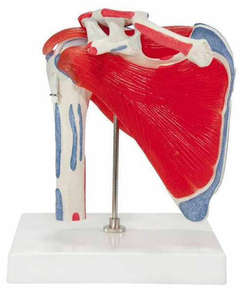 Shoulder Joint Anatomy Model With Rotator Cuff