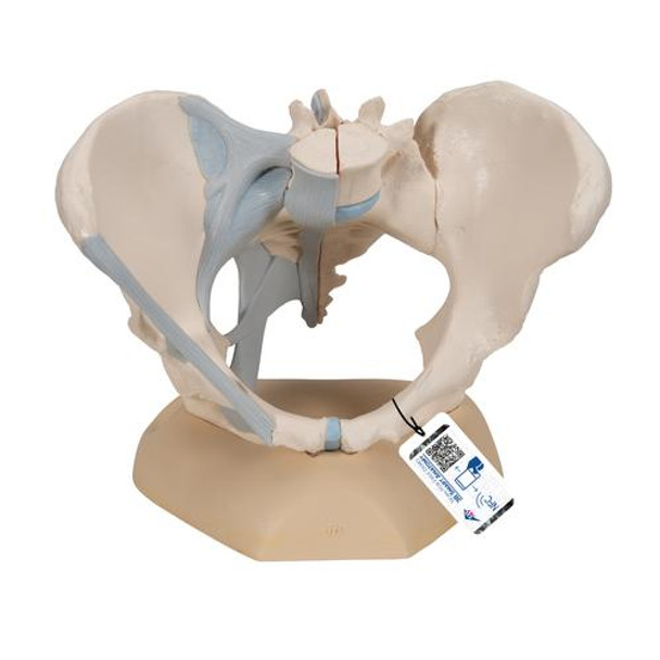 Female Pelvis Anatomy Model With Ligaments 3 Parts