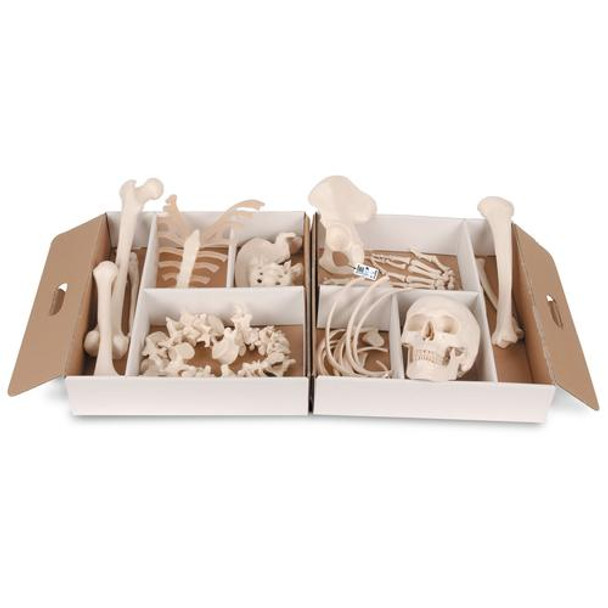 Disarticulated Half Human Skeleton Anatomy Model With Loosely Articulated Hand and Foot