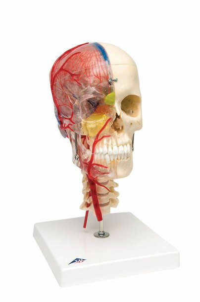 Bonelike Human Skull Anatomy Model