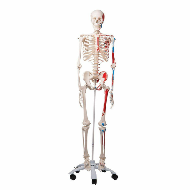 Max The Muscle Skeleton Anatomy Model