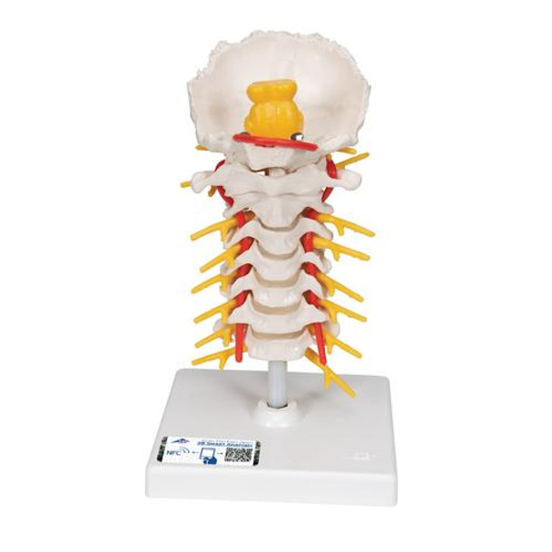 Cervical Spinal Column Anatomy Model
