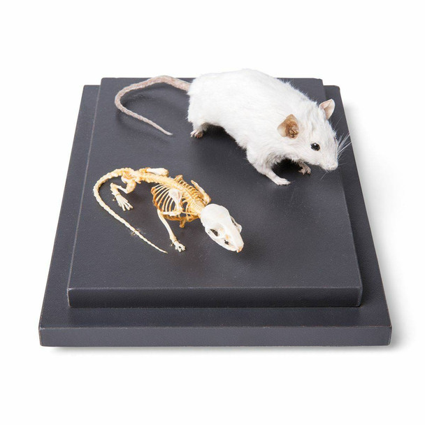 Mouse Skeleton and Stuffed Mouse Natural Specimen Anatomy Model, In Showcase