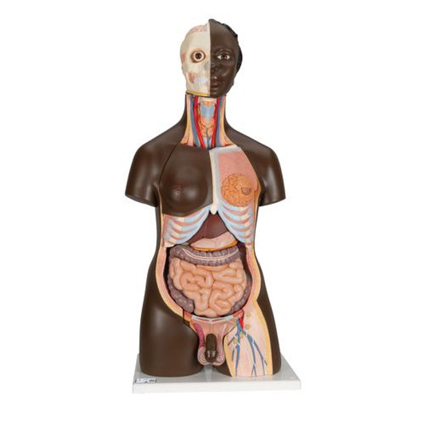 Deluxe African Dual Sex Torso Anatomy Model