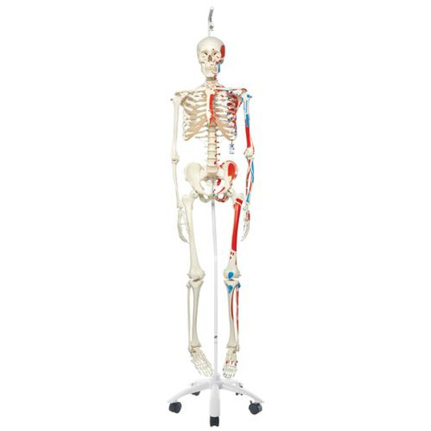 Max The Muscle Skeleton Anatomy Model on Hanging Stand rear view of torso