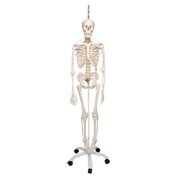 Functional Skeletal Model - Frank