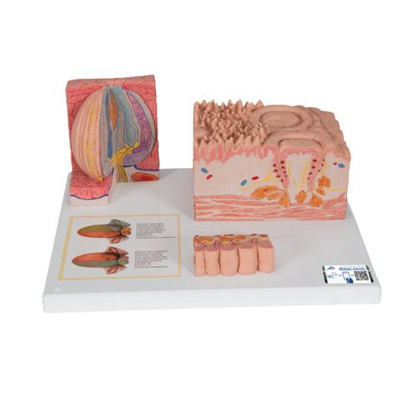 3B Microanatomy Tongue Anatomy Model