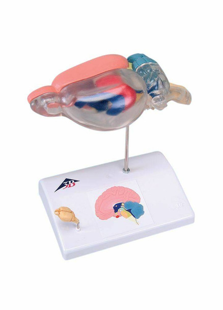 Rat Brain Comparitive Anatomy Model