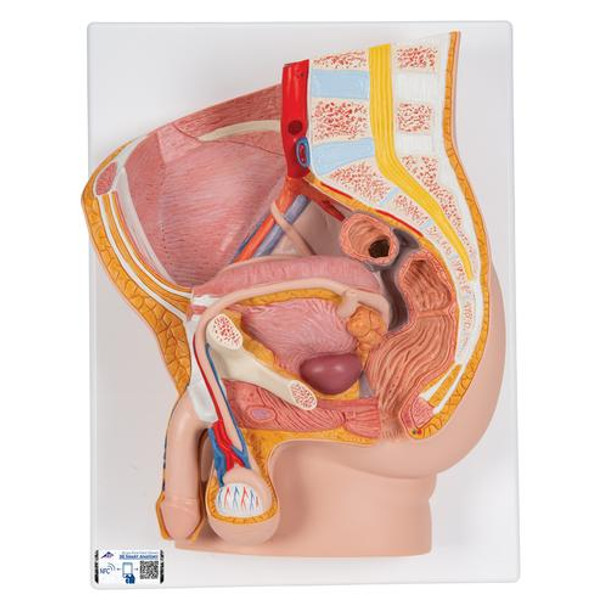 Male Pelvis Anatomy Model 2 Parts