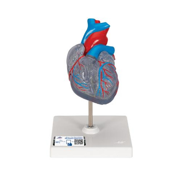 Classic Heart Anatomy Model