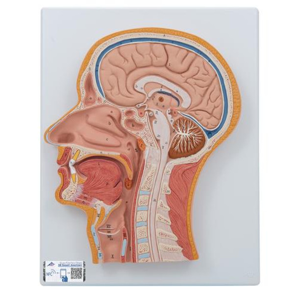 Median Section Of Human Head Anatomy Model