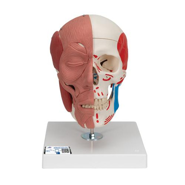 Human Skull with Facial Muscles