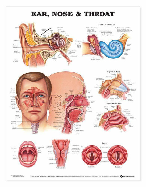 Ear Nose and Throat Laminated Anatomical Chart