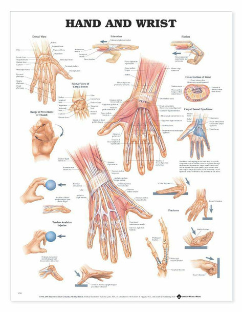 Hand and Wrist Anatomical Chart