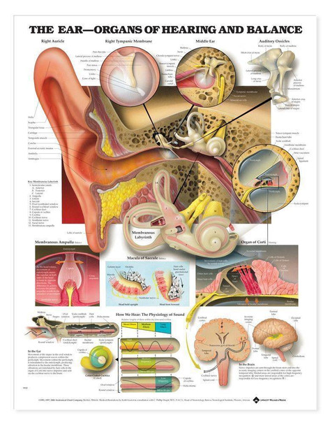 The Ear Organs Of Hearing and Balance Laminated Anatomical Chart