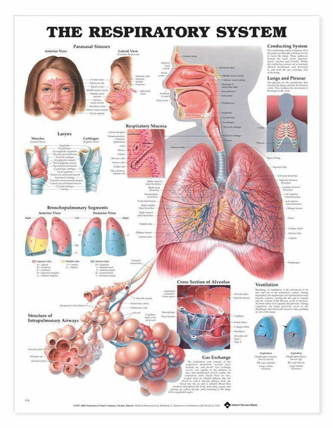 The Respiratory System Laminated Anatomical Chart