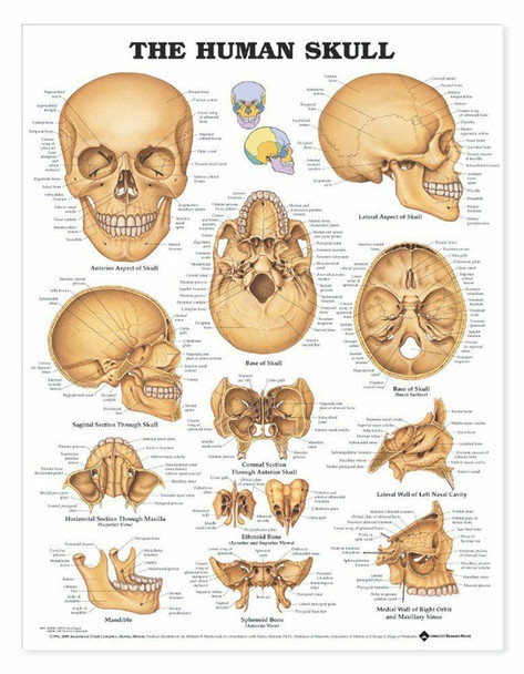 The Human Skull Laminated Anatomical Chart