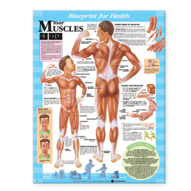 Your Muscles Laminated Anatomical Chart