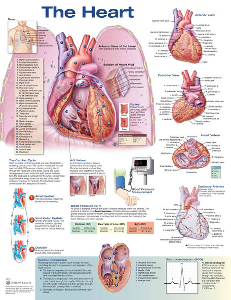 The Heart Laminated Anatomical Chart - 2nd Edition