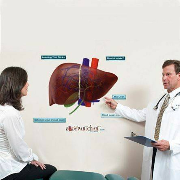 Liver Anatomy Dry-Erase Sticky Wall Chart - 27 in x 40 in