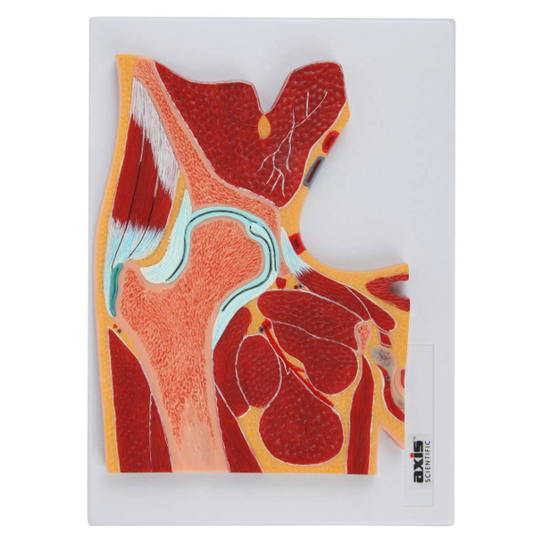 Axis Scientific Pelvic Joint Section Anatomy Model