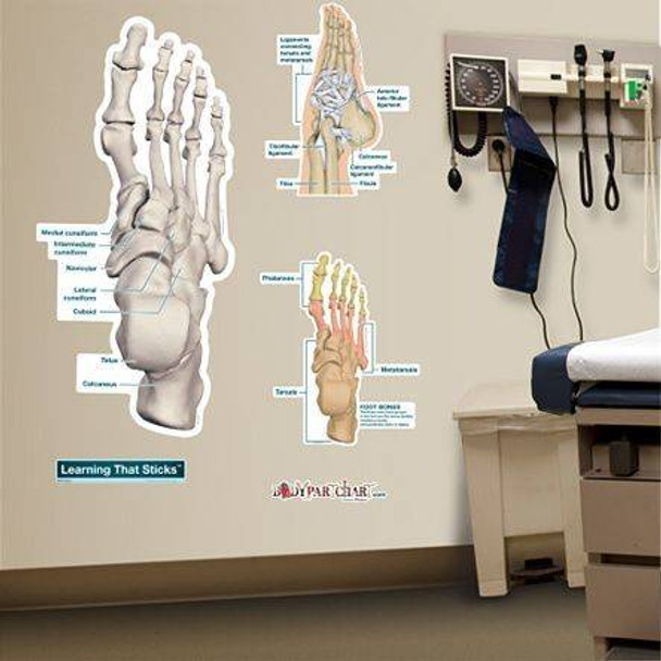 Ankle and Foot Labeled Anatomy Dry-Erase Sticky Wall Chart