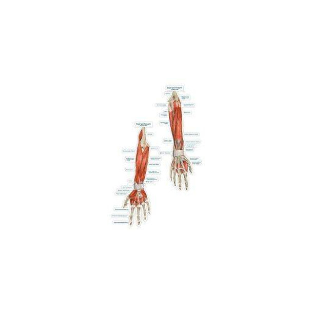 Hand and Forearm Labeled Anatomy Dry-Erase Sticky Wall Chart