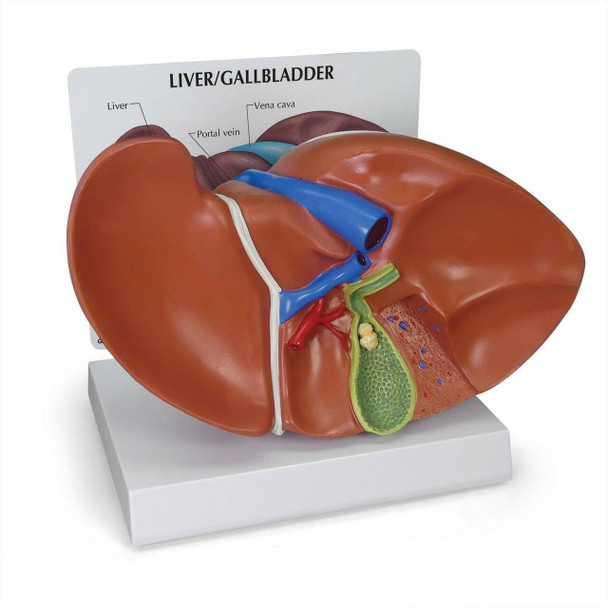 Liver And Gallbladder Anatomy Model