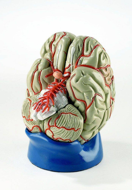 Deluxe 8 Part Life-Size Brain With Arteries Anatomy Model