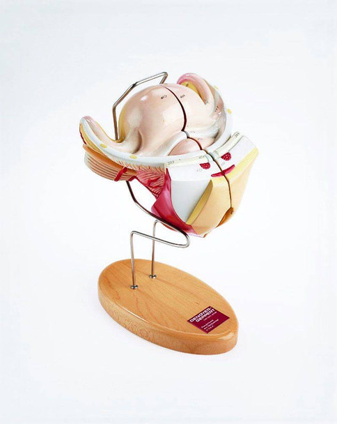 First Trimester Pregnancy Insert With Removable 12 Week Embryo Anatomy Model