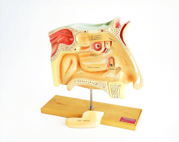 Human Sinuses Anatomy Model