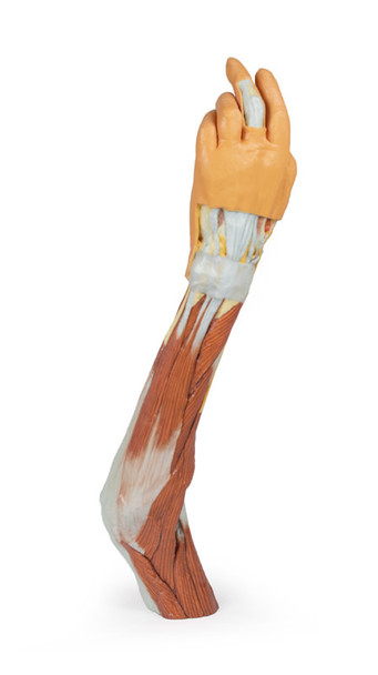 3D Printed Superficial Dissection of the Upper Limb - Arm, Forearm and Hand