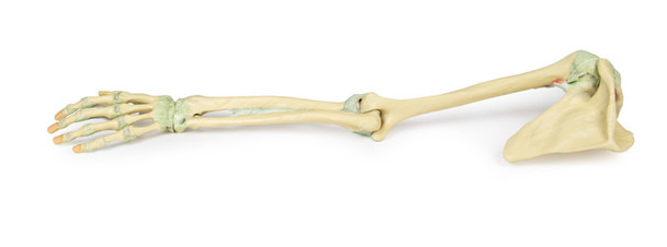 3D Printed Upper Limb - Ligaments