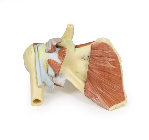 3D Printed Shoulder - Deep Dissection of a Right Shoulder Girdle