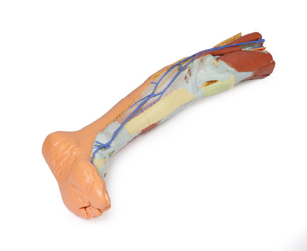 3D Printed Lower Limb - Superficial Dissection
