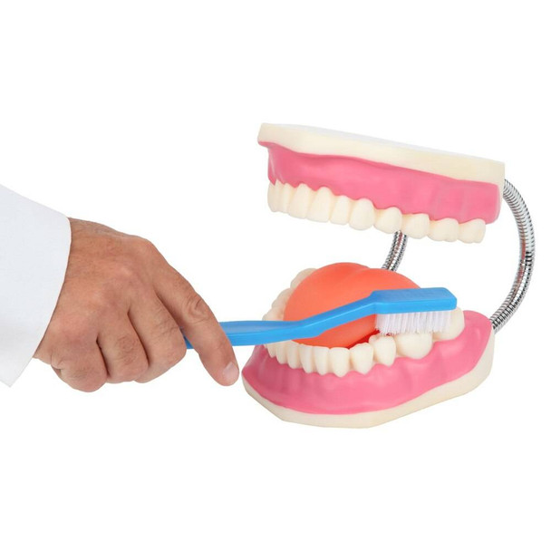 Axis Scientific Tooth Brushing Model, 3 Times Enlarged with Giant Brush for good dental hygiene