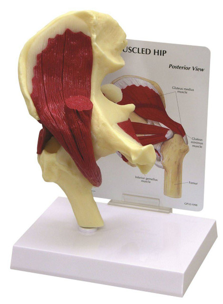Muscled Hip Joint Anatomy Model