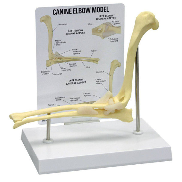 Canine Elbow Anatomy Model
