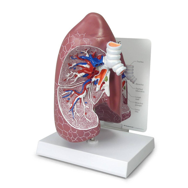 Basic Lung Anatomy Model
