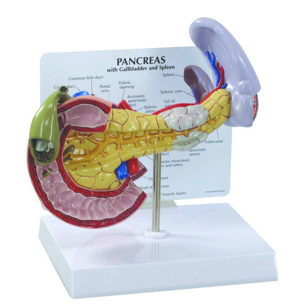 Pancreas Gall Bladder and Spleen Anatomy Model