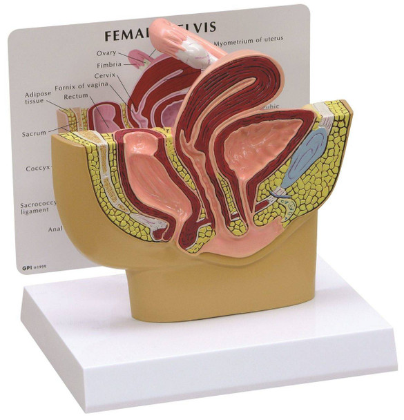 Basic Female Pelvis Section Anatomy Model