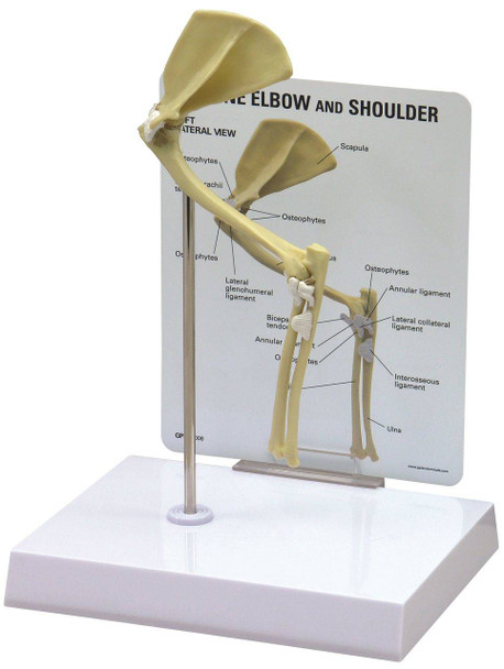 Feline Elbow and Shoulder Anatomy Model