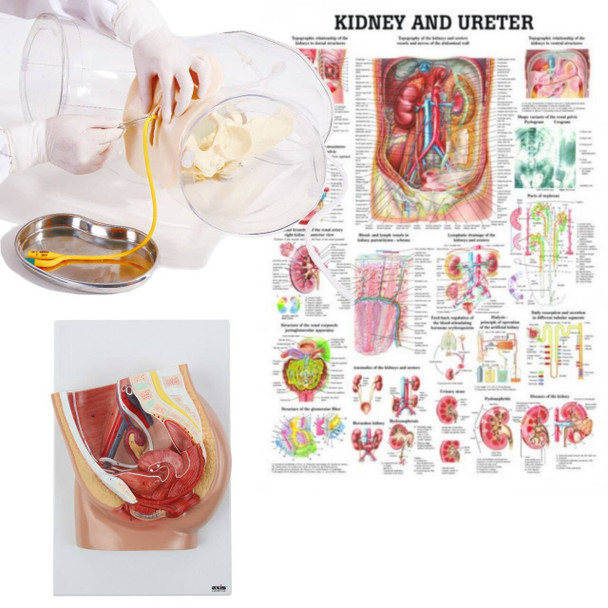 Female Catheter Transparent Trainer and Urinary System Kit