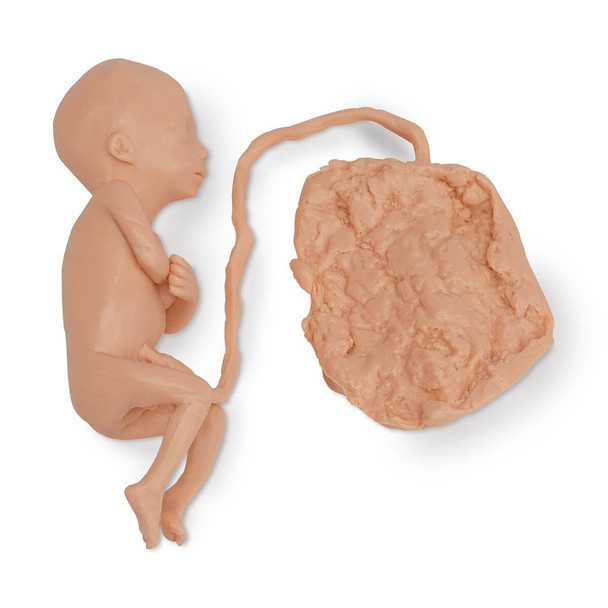 Life/form Human Fetus Replica - 5 Month Male