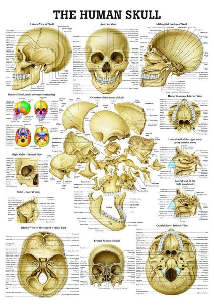 Anatomy Poster Human Skull Laminated