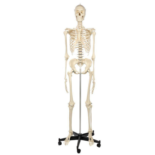 Rudiger Anatomie Premium Female Skeleton