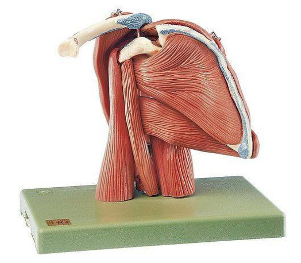 SOMSO Demonstration Model of the Shoulder Muscles