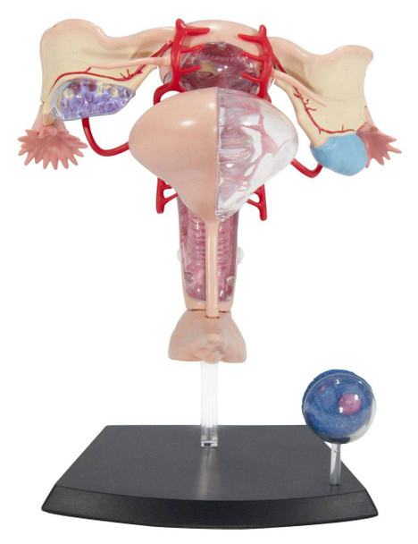 Female Reproductive System Anatomy Model