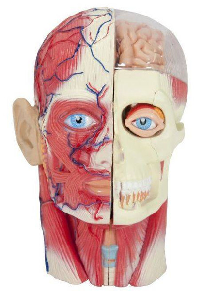 Human Head Anatomy Model